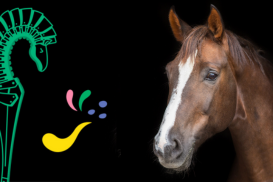 haras hennebont
