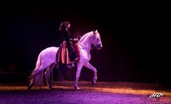 améliorer son approche prof. avec le cheval artiste