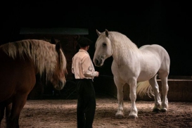 spectacle artiste chevaux