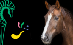 haras hennebont