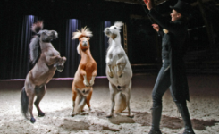 artiste et poneys en piste