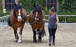 animation équestre haras national hennebont