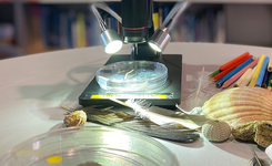 atelier scolaire mysteres de locean
