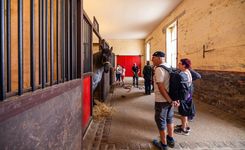 visite groupes ecurie haras hennebont