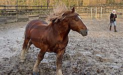 equicoaching haras hennebont