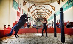 le cheval au haras hennebont