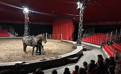 scolaires haras spectacle chapiteau