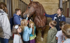 visite guidee au haras hennebont