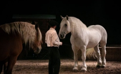 spectacle artiste chevaux