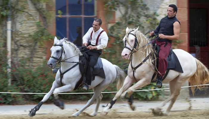 musee-haras-national-hennebont-56