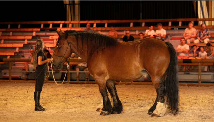 présentation de chevaux