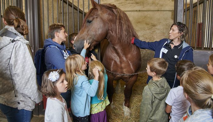 visite guidee au haras hennebont