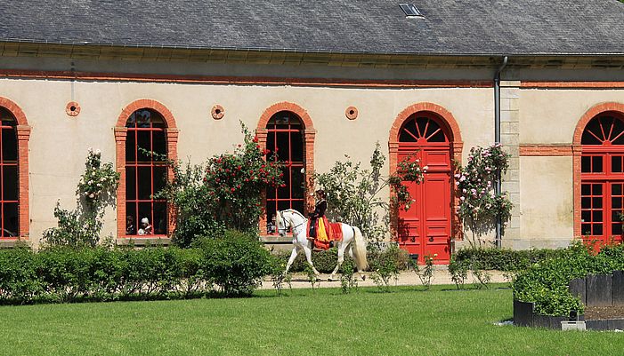 visite scolaires haras hennebont