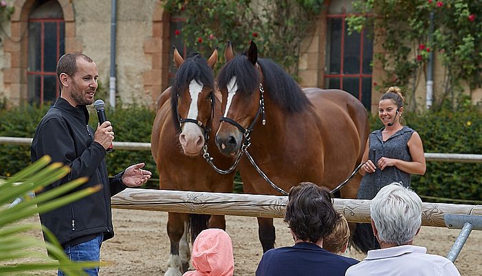 visite animation haras hennebont