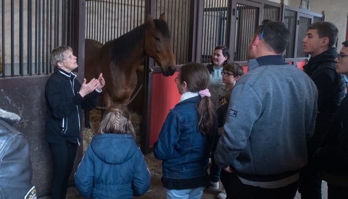 visite haras hennebont