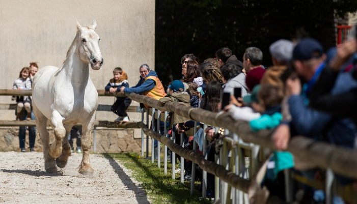 cheval en piste au haras hennebont