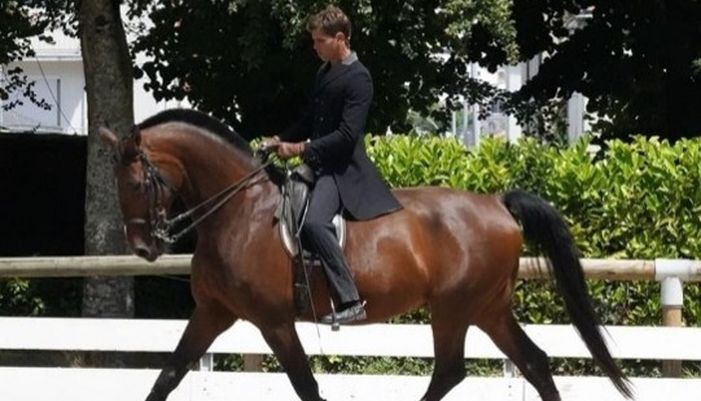 formation arts equestres dressage