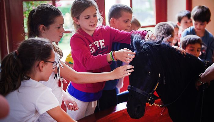 enfant caressant un poney au haras hennebont